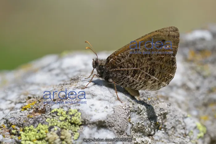 : Alpine Grayling : Alpine Grayling