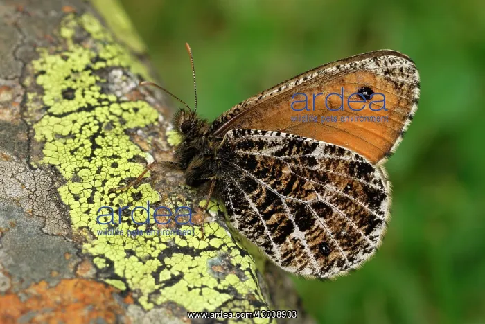 : Alpine Grayling Butterfly : Alpine Grayling Butterfly