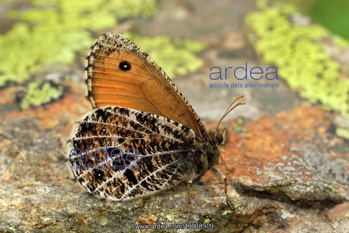 : Alpine Grayling Butterfly : Alpine Grayling Butterfly