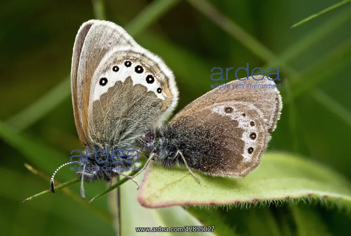 : Alpine Heath butterfly - mating pair - in Swiss Alps : Alpine Heath butterfly - mating pair - in Swiss Alps