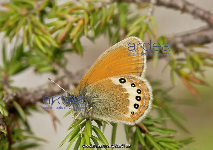 : Alpine Heath Butterfly settled on Juniper Dolomites, Italy : Alpine Heath Butterfly settled on Juniper Dolomites, Italy