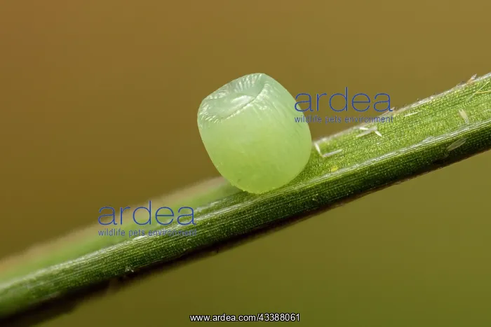 : Alpine Heath (Coenonympha gardetta) egg of butte : Alpine Heath (Coenonympha gardetta) egg of butte