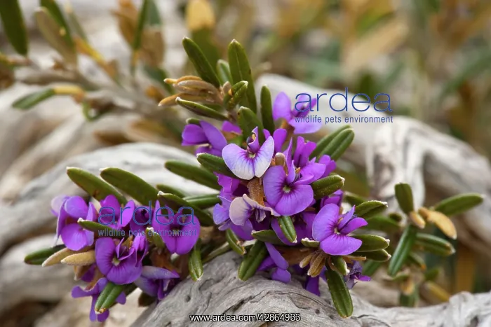 : Alpine Hovea - an blooming alpine hovea grows between : Alpine Hovea - an blooming alpine hovea grows between