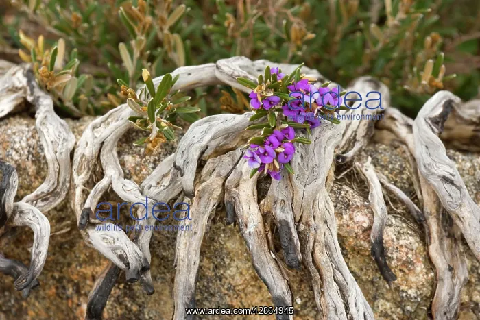 : Alpine Hovea - an blooming alpine hovea grows between : Alpine Hovea - an blooming alpine hovea grows between