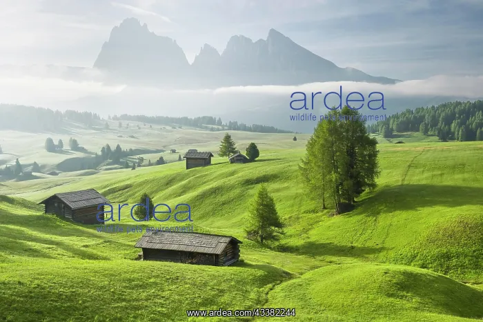 : Alpine huts on green pastures in front of mountains : Alpine huts on green pastures in front of mountains