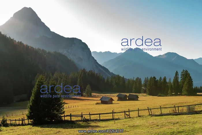 : Alpine huts in a meadow, Alpine landscape, Ehrwalder : Alpine huts in a meadow, Alpine landscape, Ehrwalder