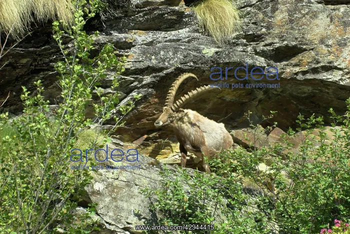: Alpine Ibex : Alpine Ibex