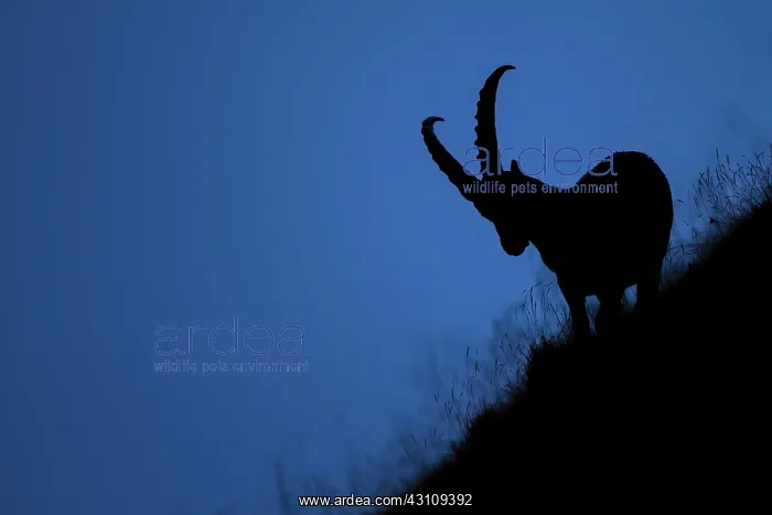: Alpine Ibex : Alpine Ibex