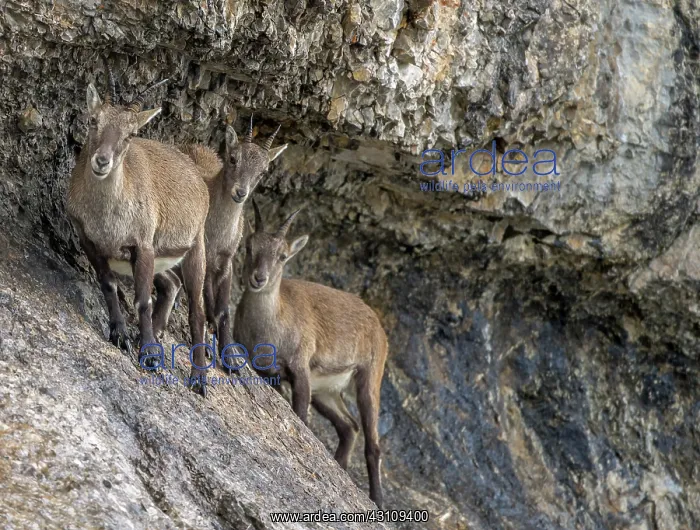 : Alpine Ibex : Alpine Ibex