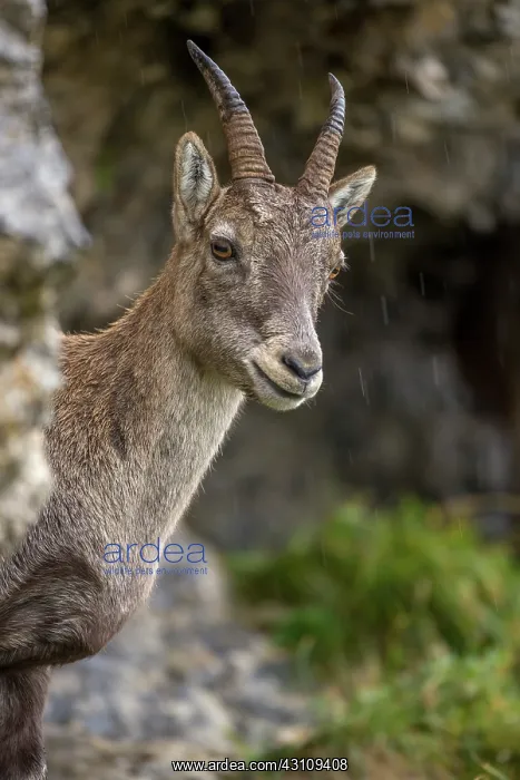 : Alpine Ibex : Alpine Ibex