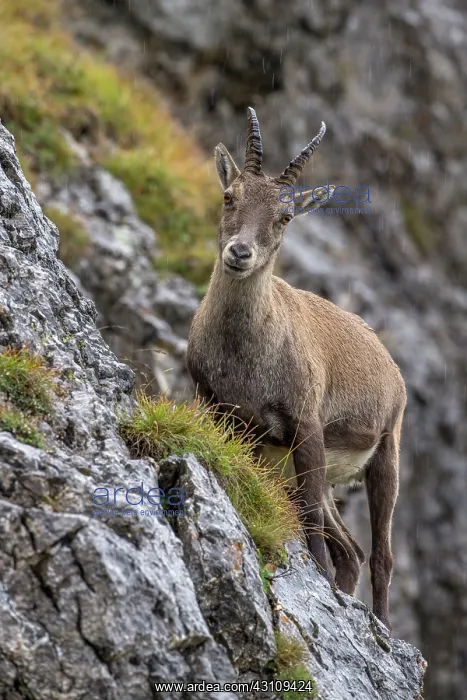 : Alpine Ibex : Alpine Ibex