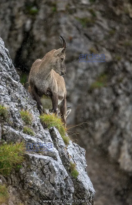  : Alpine Ibex