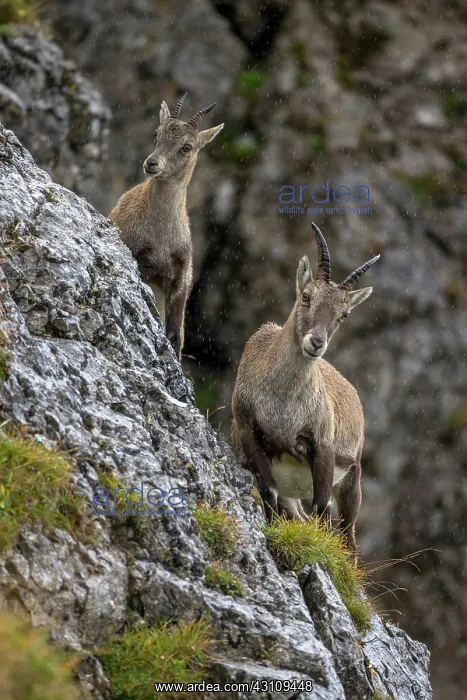 : Alpine Ibex : Alpine Ibex