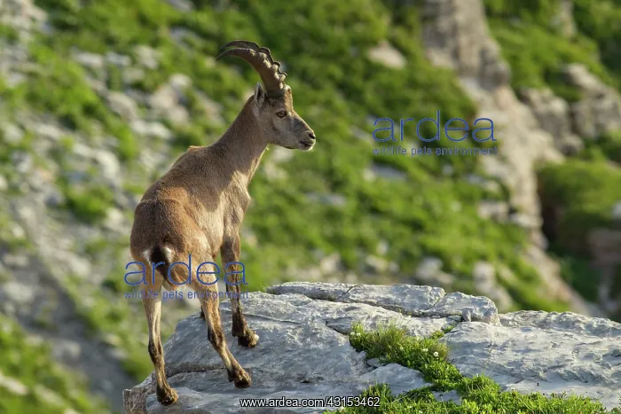 : Alpine Ibex : Alpine Ibex