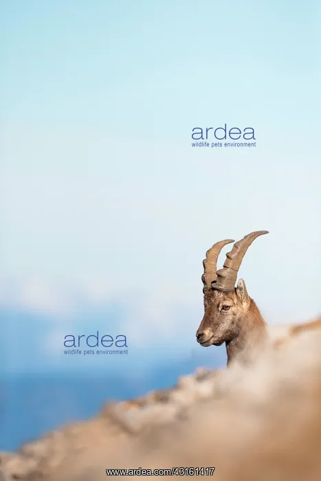 : Alpine Ibex : Alpine Ibex