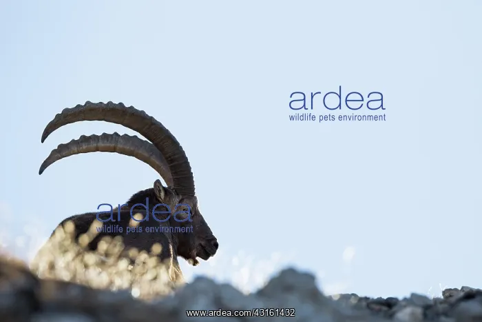 : Alpine Ibex : Alpine Ibex