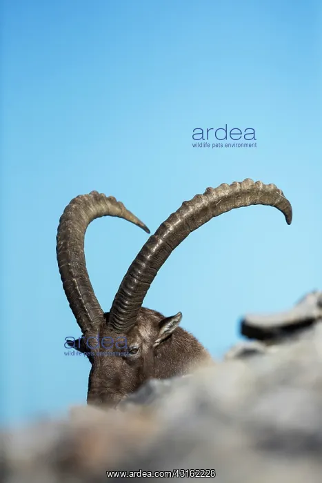 : Alpine Ibex : Alpine Ibex