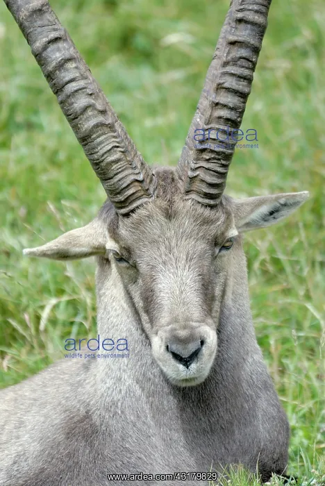 : Alpine Ibex : Alpine Ibex
