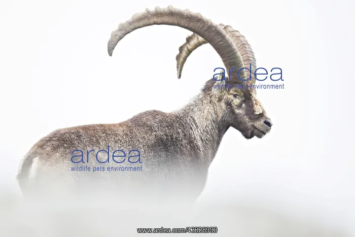 : Alpine Ibex : Alpine Ibex