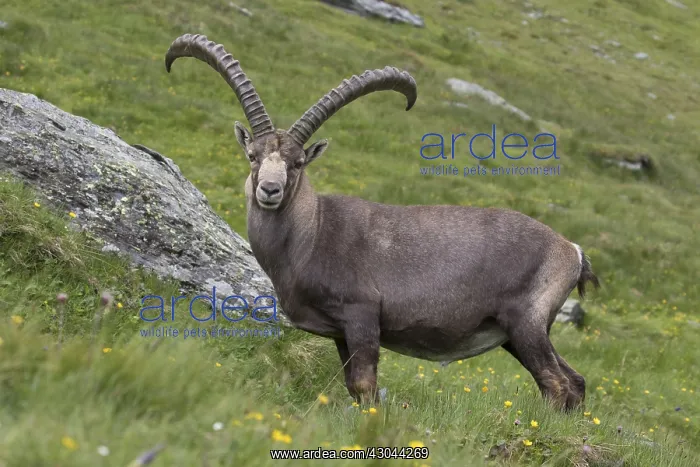 : Alpine Ibex - adult male - National Park Hohe : Alpine Ibex - adult male - National Park Hohe