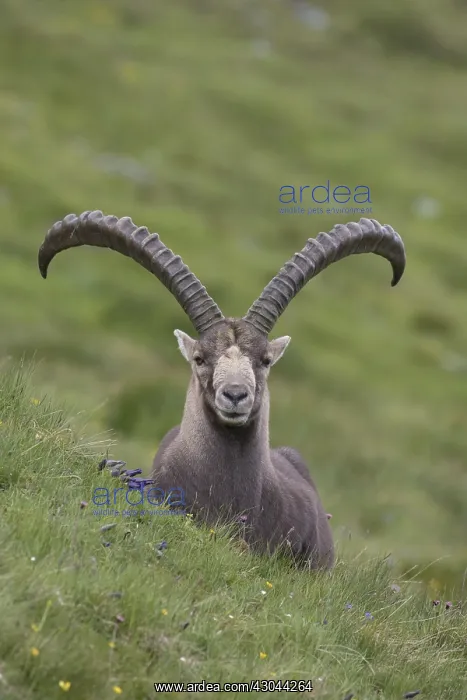 : Alpine Ibex - adult male portrait - National : Alpine Ibex - adult male portrait - National