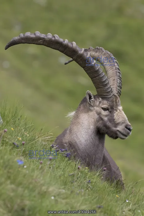 : Alpine Ibex - adult male portrait - National : Alpine Ibex - adult male portrait - National