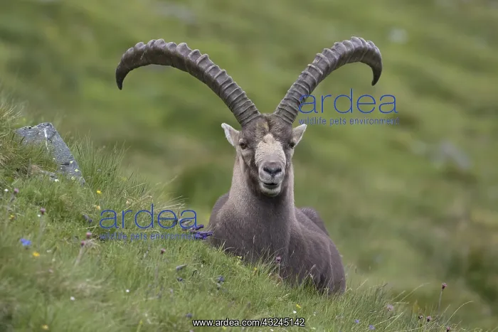 : Alpine Ibex - adult male portrait - National : Alpine Ibex - adult male portrait - National