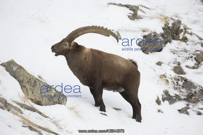 : Alpine Ibex - adult male in snow - Gran Paradiso, Italy : Alpine Ibex - adult male in snow - Gran Paradiso, Italy