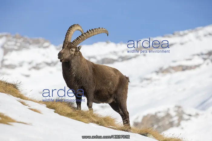 : Alpine Ibex - adult male in snow - Gran Paradiso : Alpine Ibex - adult male in snow - Gran Paradiso