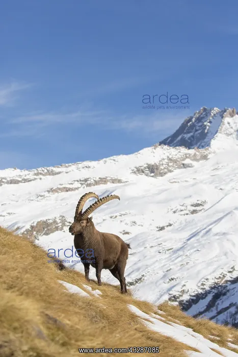 : Alpine Ibex - adult male in snow - Gran Paradiso : Alpine Ibex - adult male in snow - Gran Paradiso