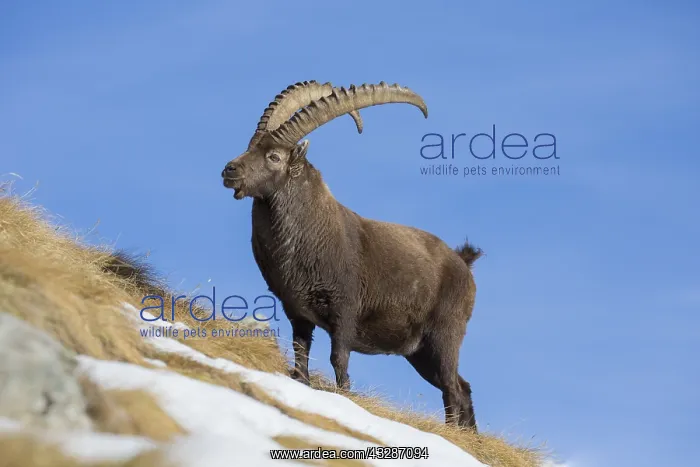 : Alpine Ibex - adult male in snow - Gran Paradiso : Alpine Ibex - adult male in snow - Gran Paradiso
