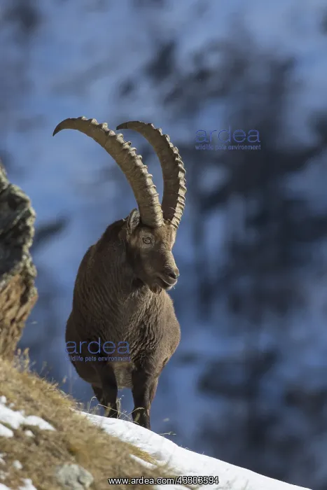 : Alpine Ibex - adult male in snow - Gran Paradiso : Alpine Ibex - adult male in snow - Gran Paradiso