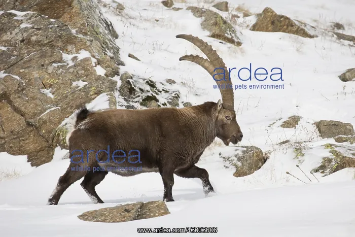: Alpine Ibex - adult male in snow - Gran Paradiso : Alpine Ibex - adult male in snow - Gran Paradiso