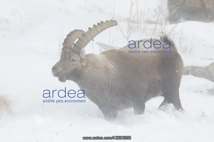 : Alpine Ibex, - adult male in snowstorm - Gran Paradiso : Alpine Ibex, - adult male in snowstorm - Gran Paradiso