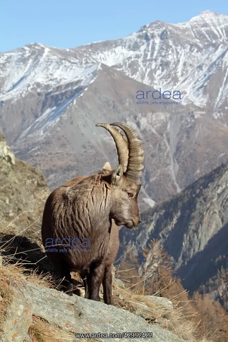 : Alpine Ibex - buck on moutainside : Alpine Ibex - buck on moutainside