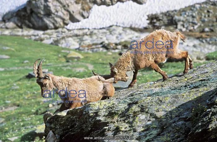 : Alpine Ibex (Capra ibex) two adolescent : Alpine Ibex (Capra ibex) two adolescent