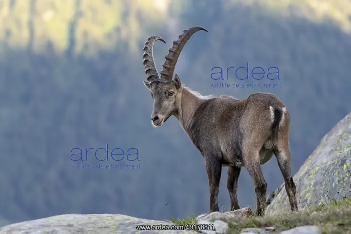 : Alpine ibex (Capra ibex), adult male : Alpine ibex (Capra ibex), adult male