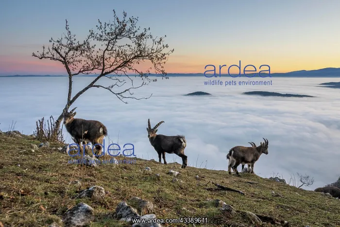 : Alpine ibex (Capra ibex), several animals in front : Alpine ibex (Capra ibex), several animals in front