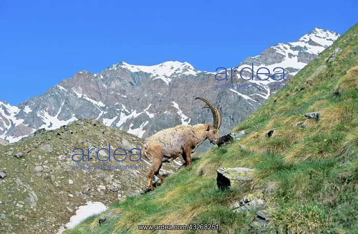 : Alpine Ibex (Capra ibex) bull grazing on : Alpine Ibex (Capra ibex) bull grazing on