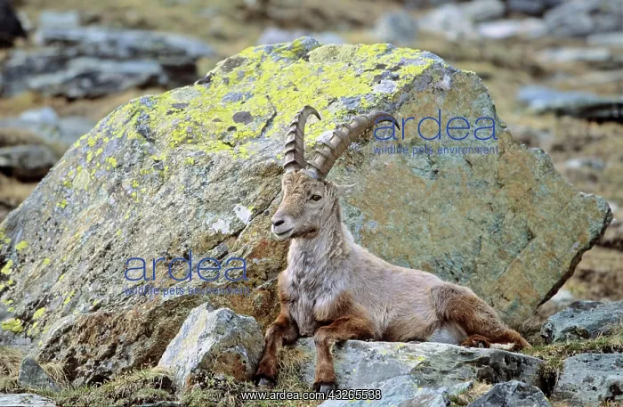 : Alpine Ibex (Capra ibex) bull having his : Alpine Ibex (Capra ibex) bull having his