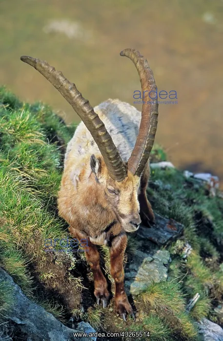 : Alpine Ibex (Capra ibex) bull in spring : Alpine Ibex (Capra ibex) bull in spring