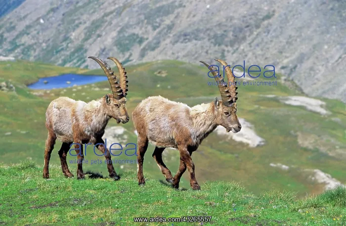  : Alpine Ibex (Capra ibex) two bulls in spring