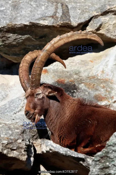: Alpine ibex (Capra ibex), captive, Austria, Europe : Alpine ibex (Capra ibex), captive, Austria, Europe