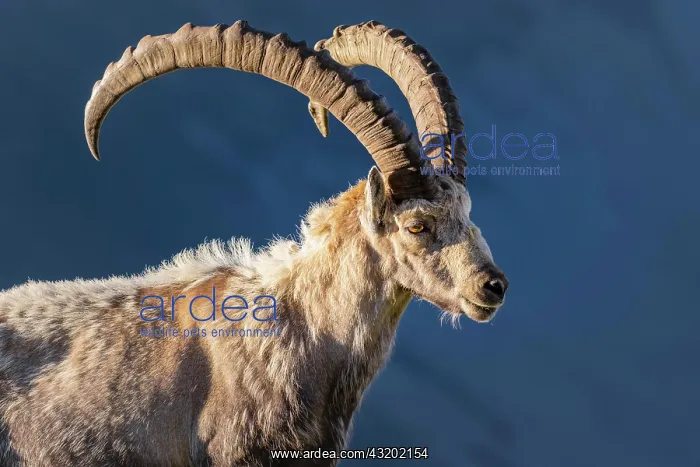 : Alpine Ibex (Capra ibex), change of coat, Mont Blanc : Alpine Ibex (Capra ibex), change of coat, Mont Blanc