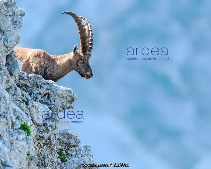 : Alpine Ibex (Capra ibex) on cliff in summer, Slovakia : Alpine Ibex (Capra ibex) on cliff in summer, Slovakia