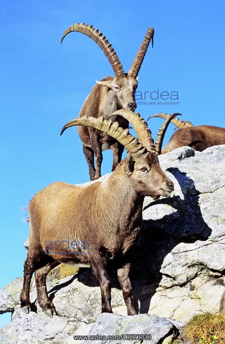 : Alpine Ibex (Capra ibex) in fall, autumn : Alpine Ibex (Capra ibex) in fall, autumn