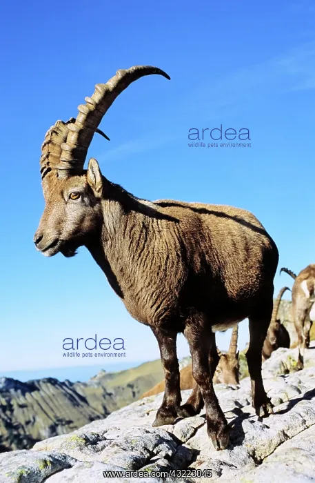 : Alpine Ibex (Capra ibex) in fall, autumn : Alpine Ibex (Capra ibex) in fall, autumn