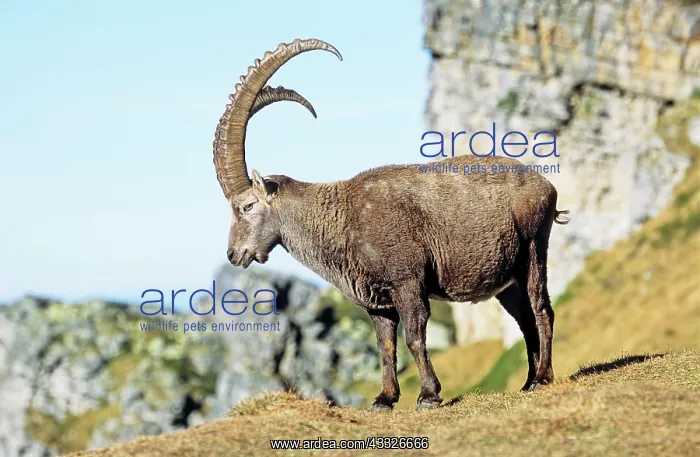 : Alpine Ibex (Capra ibex) in fall, autumn : Alpine Ibex (Capra ibex) in fall, autumn