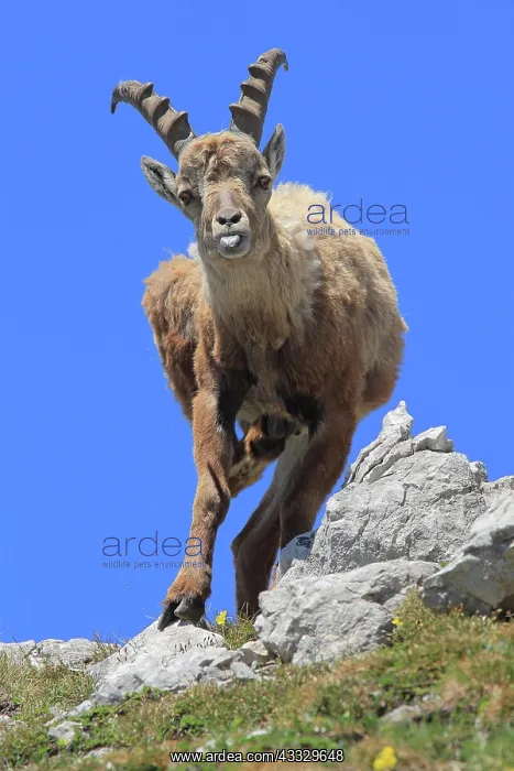 : Alpine ibex (Capra ibex), female, looking head-o : Alpine ibex (Capra ibex), female, looking head-o