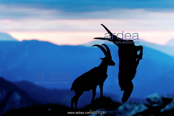 : Alpine Ibex (Capra ibex) fighting at sunrise in : Alpine Ibex (Capra ibex) fighting at sunrise in